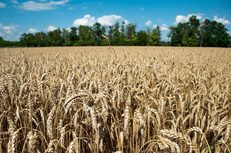 2. сельское хозяйство. урожай 6 6. поля в кущевской. сорняки и тернии.