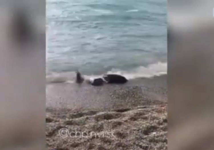 Дельфина выбросило на берег. Дельфин выбросился на берег.