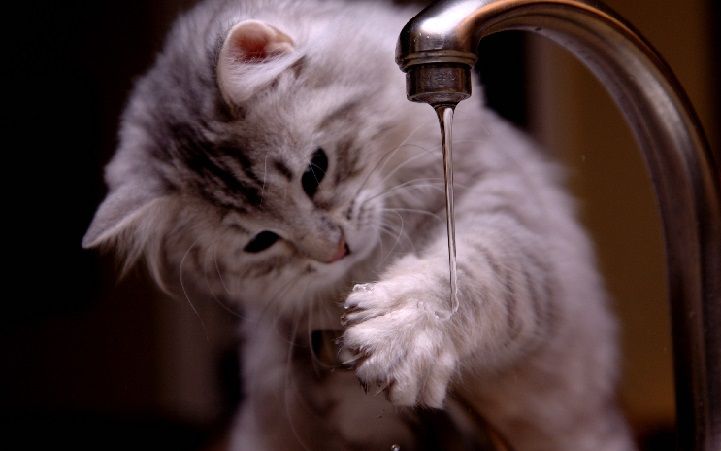 котик левша животные левши