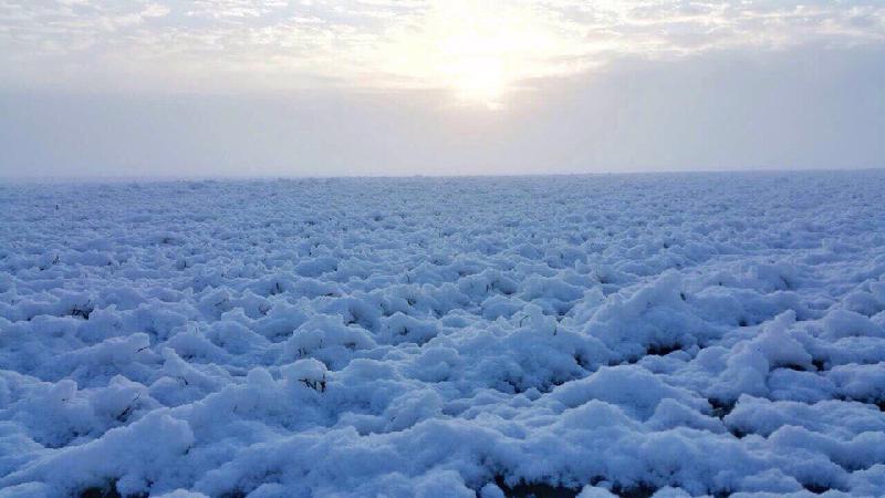 Снежная зима отодвинула сроки посевной в Краснодарском крае