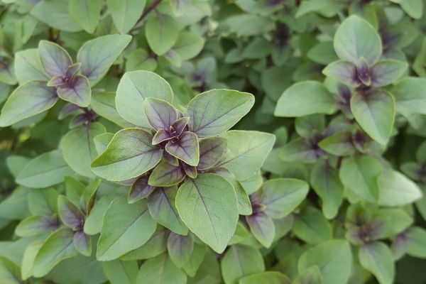 tulsi_spice_aromatic_herb_purple_basil_green_leaves_ocimum_tenuiflorum-566034.jpeg