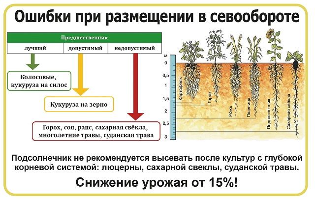 Бизнес план по выращиванию подсолнечника