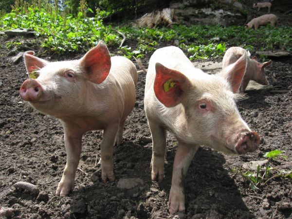 pig_happy_piglet_pets-709342.jpeg