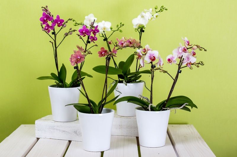 branch-blossom-plant-flower-bloom-flora-763435-pxhere.com.jpg branch-blossom-plant-flower-bloom-flora-763435-pxhere.com.jpg