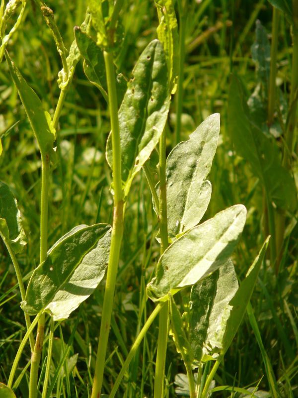 meadows_sauerampfer_plant_pointed_flower_rumex_acetosa_large_sauerampfer_sorrel_flowering_plant_polygalas-1148399.jpeg
