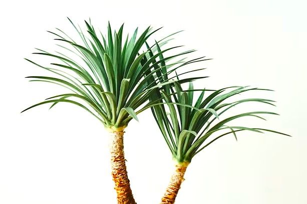 agave-palm-tree-plant-on-gray-background_53876-133189.jpg agave-palm-tree-plant-on-gray-background_53876-133189.jpg