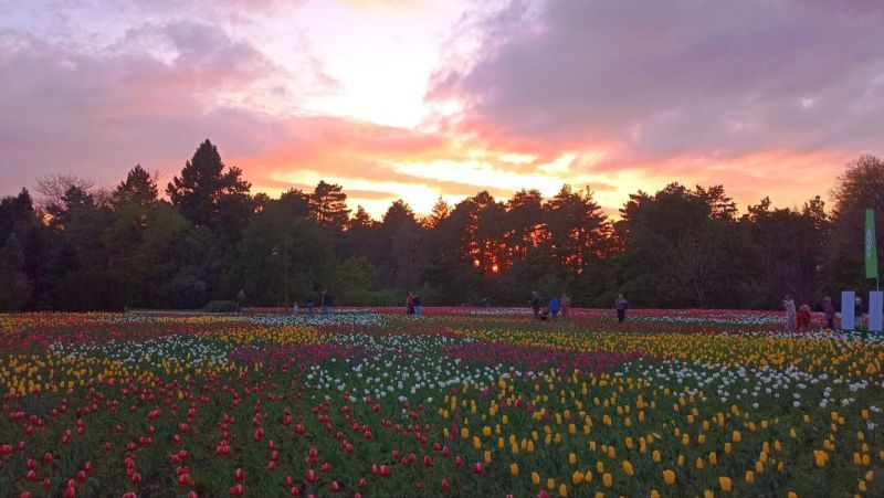 тюлпаны бот сад.jpg тюлпаны бот сад.jpg