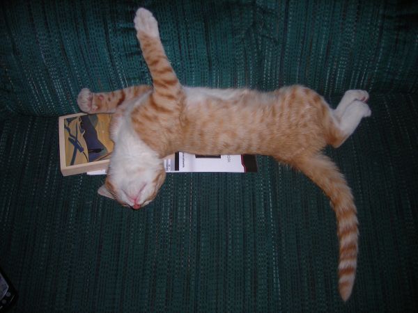 rest_kitten_laziness_a_young_kitten_sleeps_book-1292606.jpeg rest_kitten_laziness_a_young_kitten_sleeps_book-1292606.jpeg