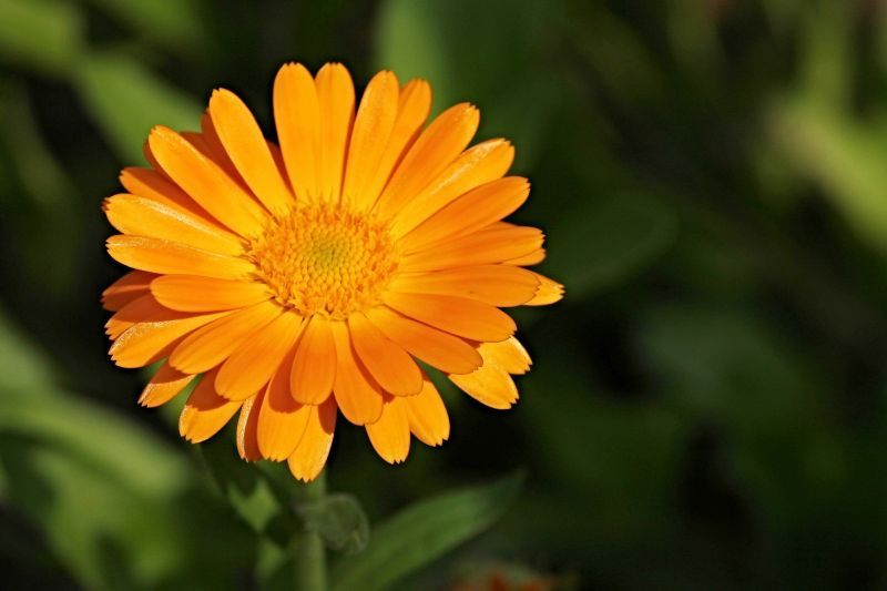 marigold-g0174da907_1920.jpg
