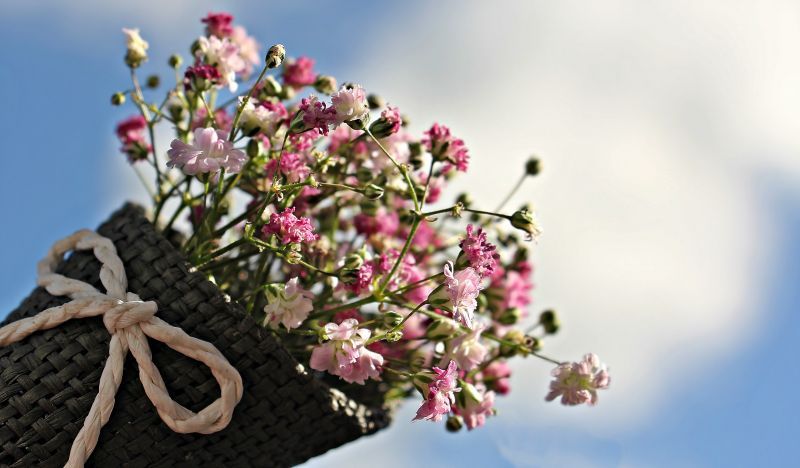 tree-nature-branch-blossom-light-plant-797710-pxhere.com.jpg