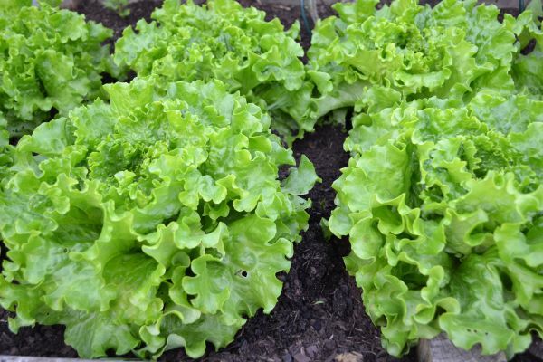 green_salad_lettuce_batavia_vegetable_garden_harvest_vegetables_garden_green-568041.jpeg