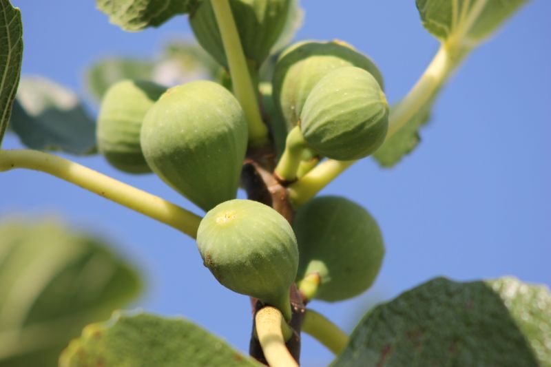 tree-nature-branch-blossom-plant-fruit-778699-pxhere.com.jpg