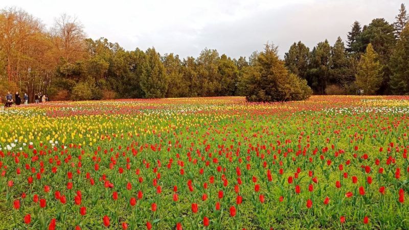 тюльпаномагия.jpg тюльпаномагия.jpg