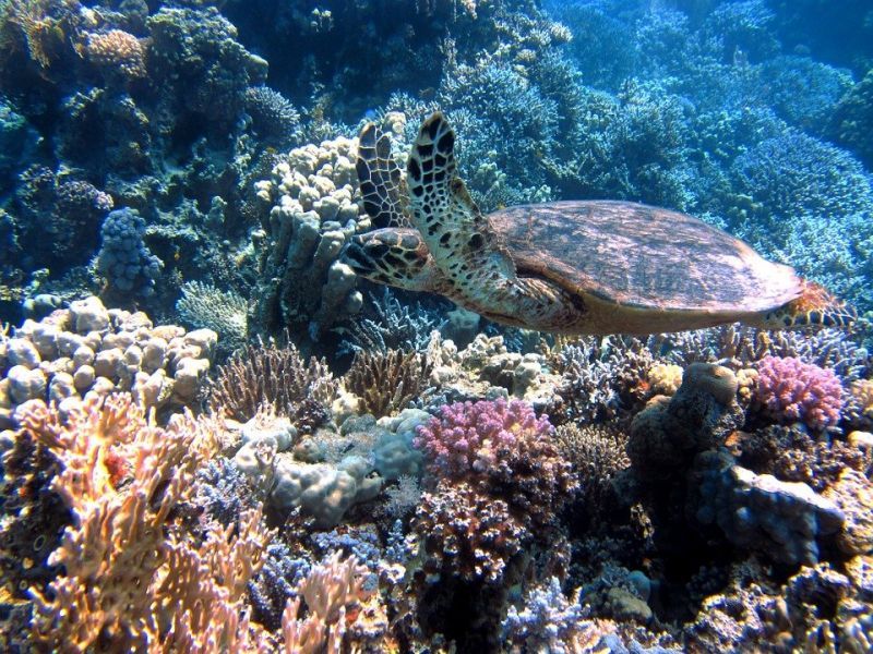turtle-185484_960_720.jpg