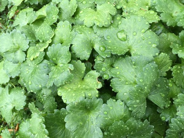 leaves_grass_green_rain_raindrop_spring-491796.jpeg