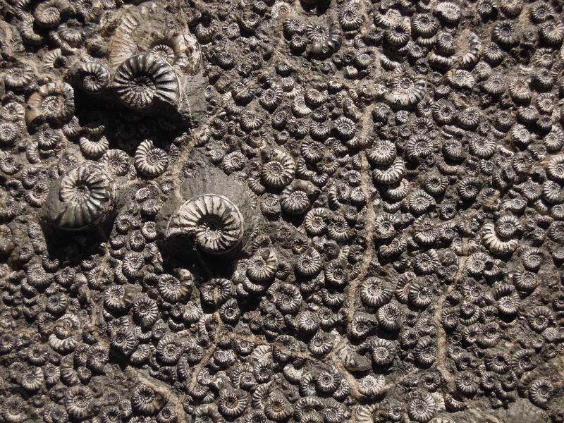 fossil-g5680a59e6_1920.jpg