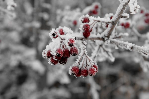 berry_winter_cold_ice_plant_fruit_branch_winter_magic-1363418.jpeg