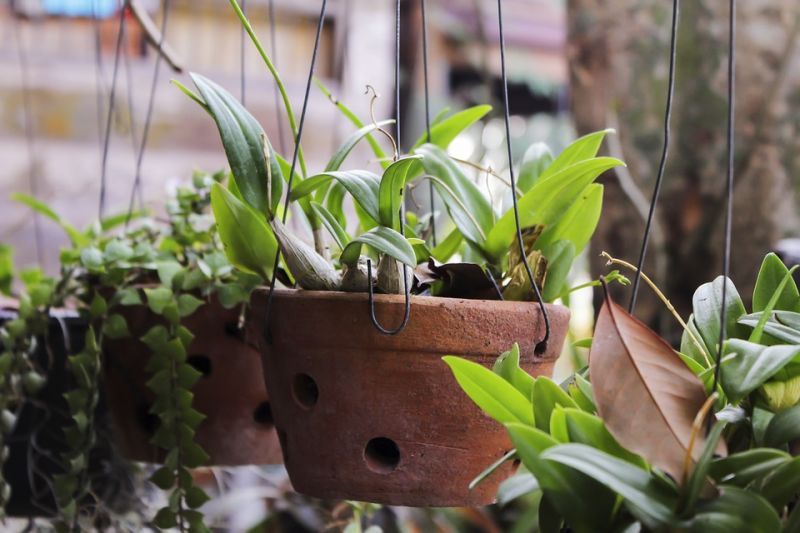 plants-3384951_960_720.jpg