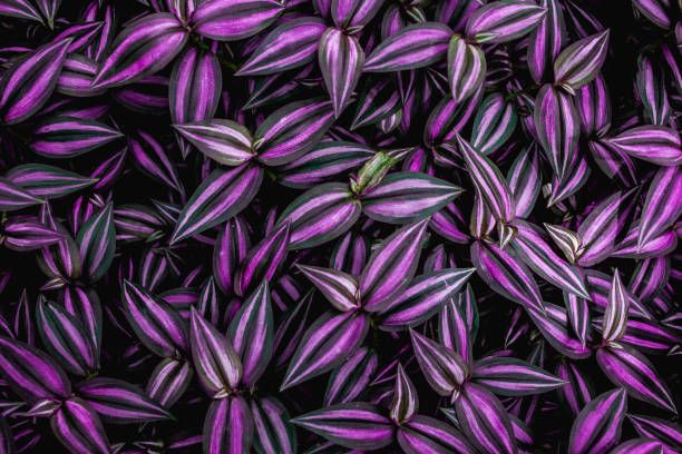 istockphoto-1215990982-612x612.jpg istockphoto-1215990982-612x612.jpg