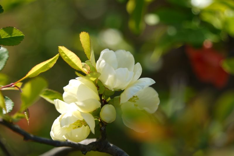 japanese-quince-g3413b25df_1920.jpg