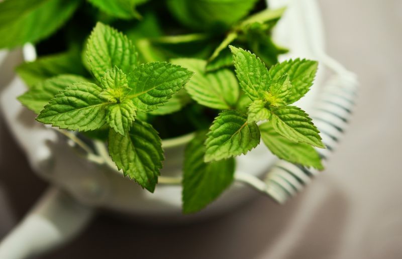 peppermint-g80ef59f34_1920.jpg