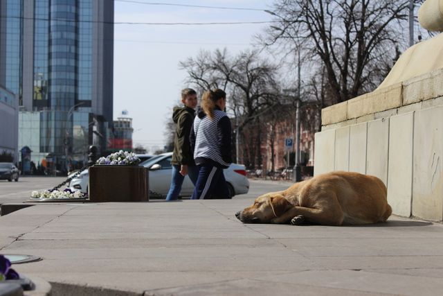 Фото Животных В Краснодаре