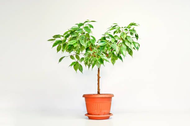 istockphoto-1298525233-612x612.jpg istockphoto-1298525233-612x612.jpg