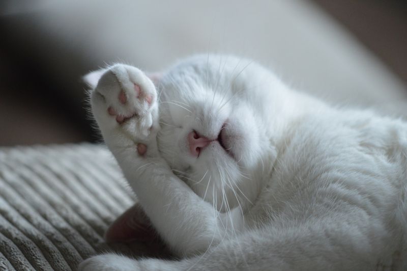 white-sweet-animal-cute-pet-kitten-720060-pxhere.com.jpg