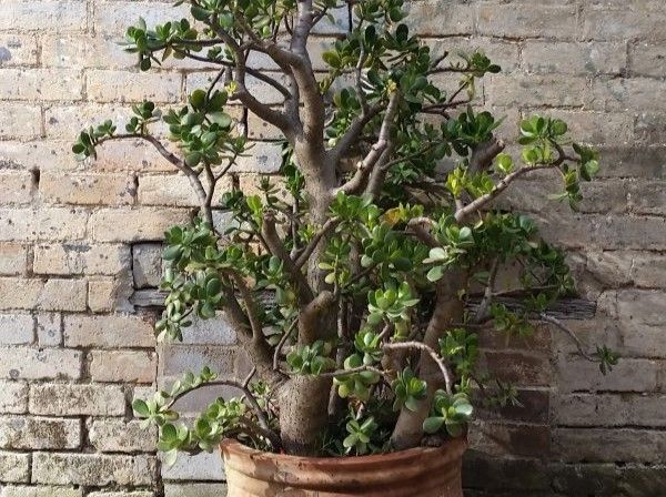 crassula_ovata_potted_plant_money_tree_succulent_rustic_wall_brick_plant-604662-1.jpeg