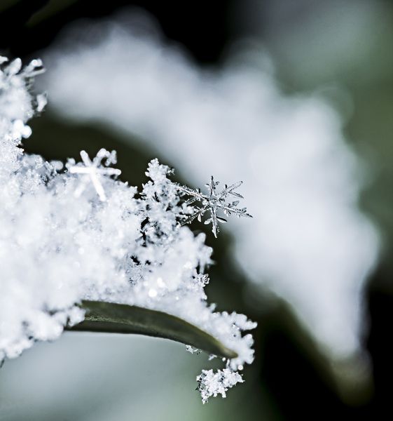 water-nature-branch-blossom-snow-cold-192161-pxhere.com.jpg