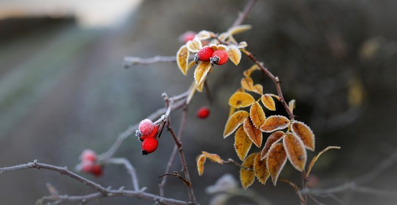 rose-hip-4675418_960_720.jpg