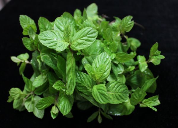 mint_herbs_the_leaves_are_spice_menthol-774044.jpeg