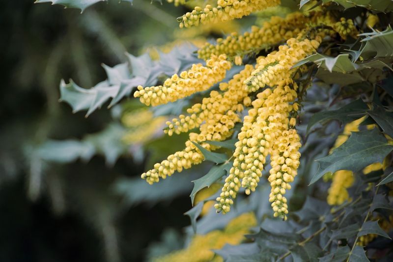 mahonia-g08e2bbf5b_1920.jpg