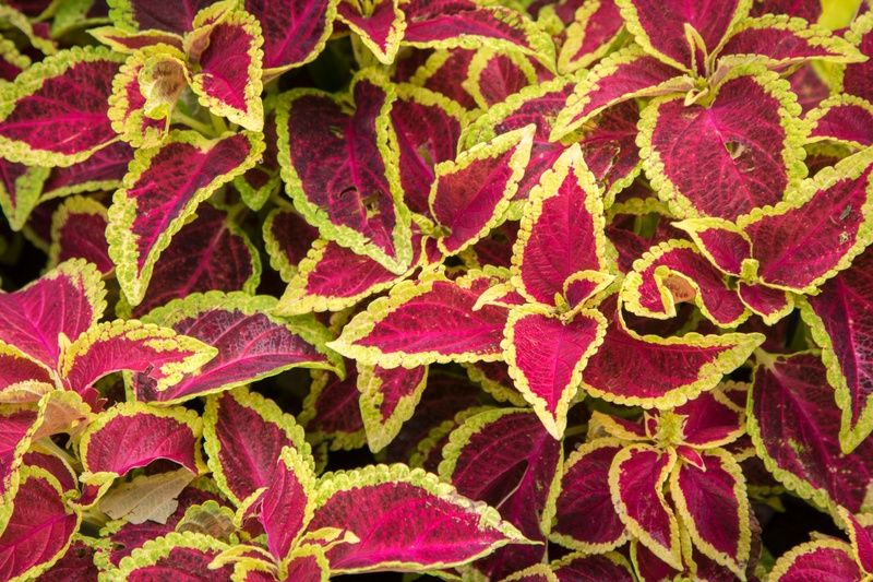 plant-leaf-flower-petal-red-herb-146970-pxhere.com.jpg plant-leaf-flower-petal-red-herb-146970-pxhere.com.jpg