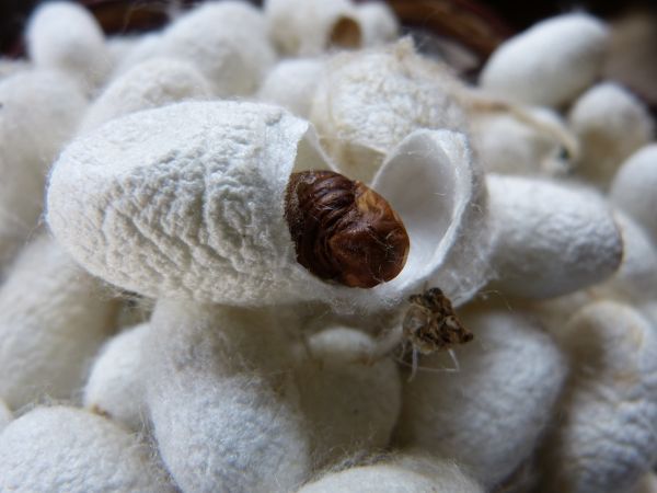cocoon_silkworm_silk_sliced_white_brown_fiber_of_course-1116750.jpeg