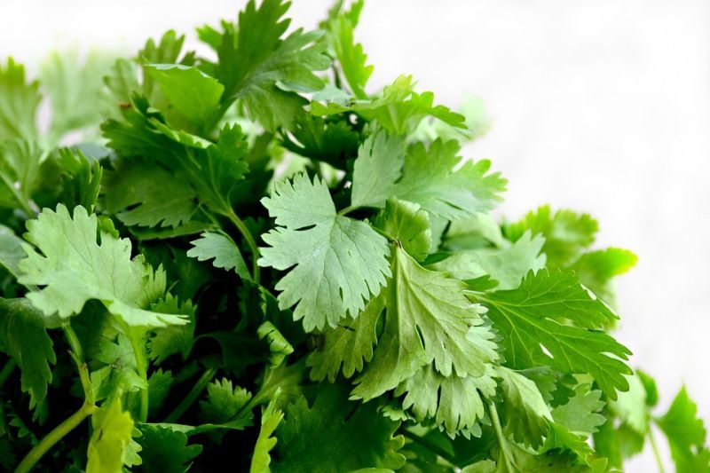 cilantro-1287301_960_720.jpg cilantro-1287301_960_720.jpg