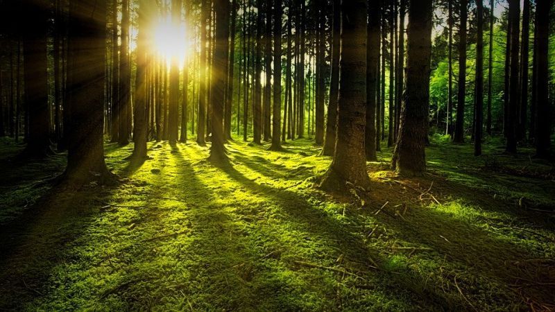 trees-3294681_960_720.jpg