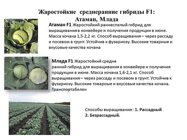 ���� ����, 2025_��������.jpg