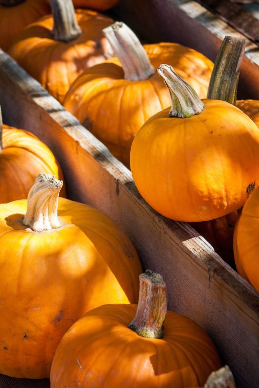 farm-fall-celebration-decoration-orange-harvest-797745-pxhere.com.jpg