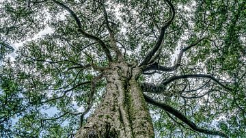 � ���� �������-��������� ������� QR-����