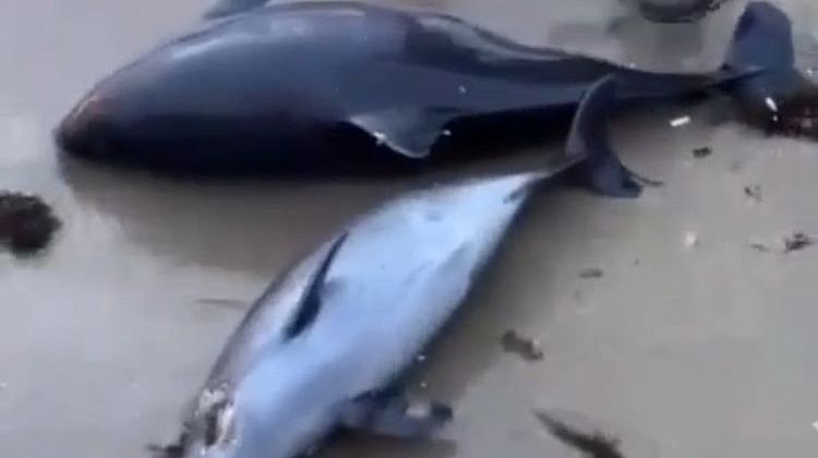 Трагическая реальность Черного моря: двукратный рост числа погибших дельфинов 
