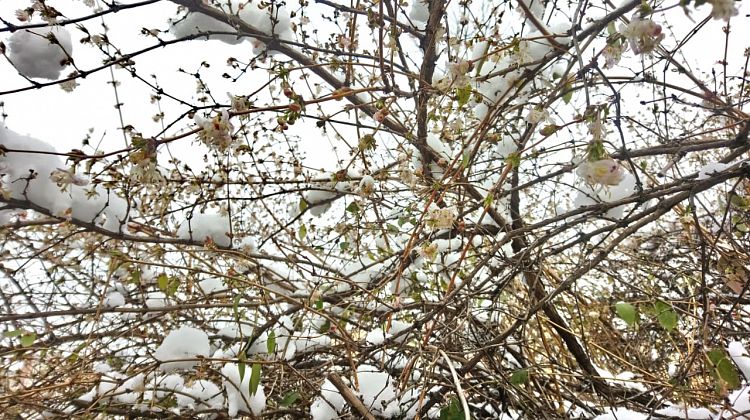 Тепло на Кубани наступит только к апрелю: виновато Ла-Нинья 