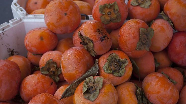 Узбекистанская хурма под запретом: что нашли в Краснодаре? Узбекистанская хурма под запретом: что нашли в Краснодаре?