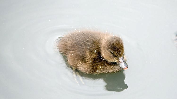 Синдром «уставшего утенка»: как мы работаем на износ, обманывая сами себя Синдром «уставшего утенка»: как мы работаем на износ, обманывая сами себя