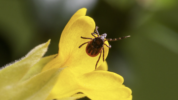 ����� ������: ��������������� ���������, ������� �������� ��� ���������� �� ������