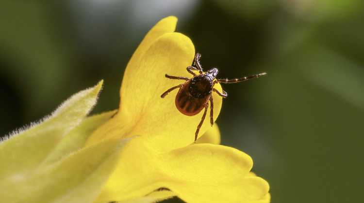 ����� ������: ��������������� ���������, ������� �������� ��� ���������� �� ������