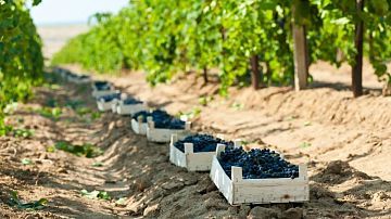 ������ �� ������ ���� �1 � ������: ����������� ������� ������ ������� ����