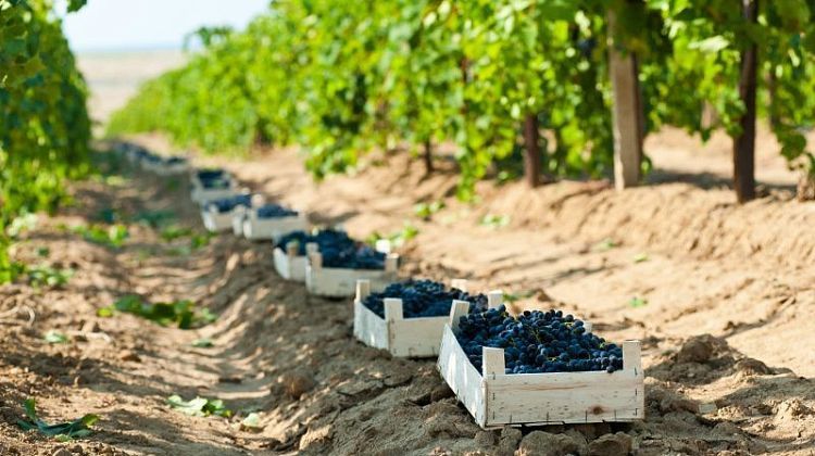 ������ �� ������ ���� �1 � ������: ����������� ������� ������ ������� ����