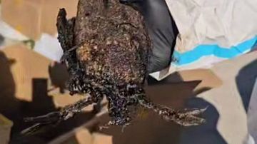 ������ ���������, � �����... �����! �������� ����������� ���� � �����