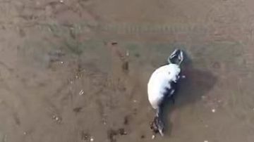 ��-�� ���� ������� ��� ����� �� ����� � �����: ������� ���� ������� 